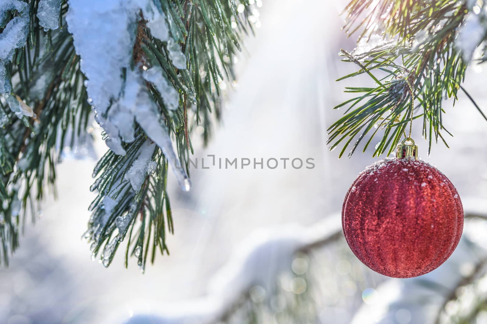 Winter and Christmas in sunshine by wdnet_studio