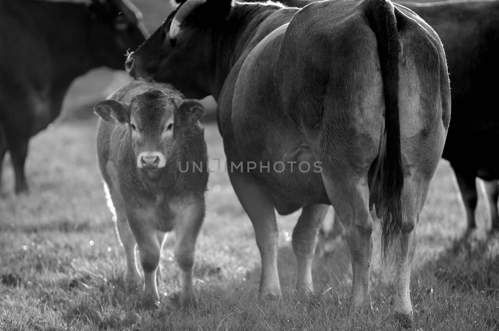 Boeuf In its meadows, Bazas, France, Europe