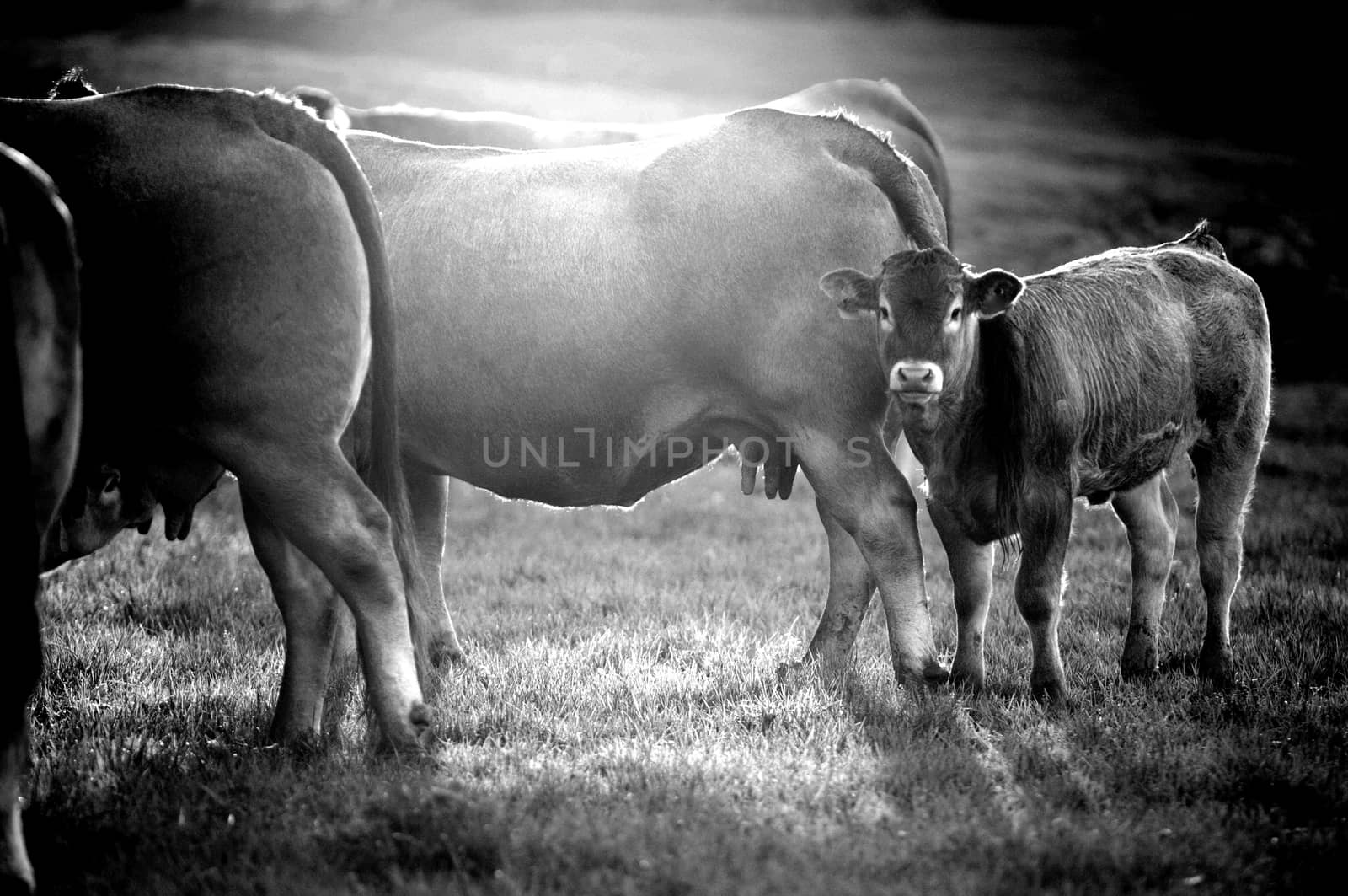 Boeuf In its meadows, Bazas, France, Europe
