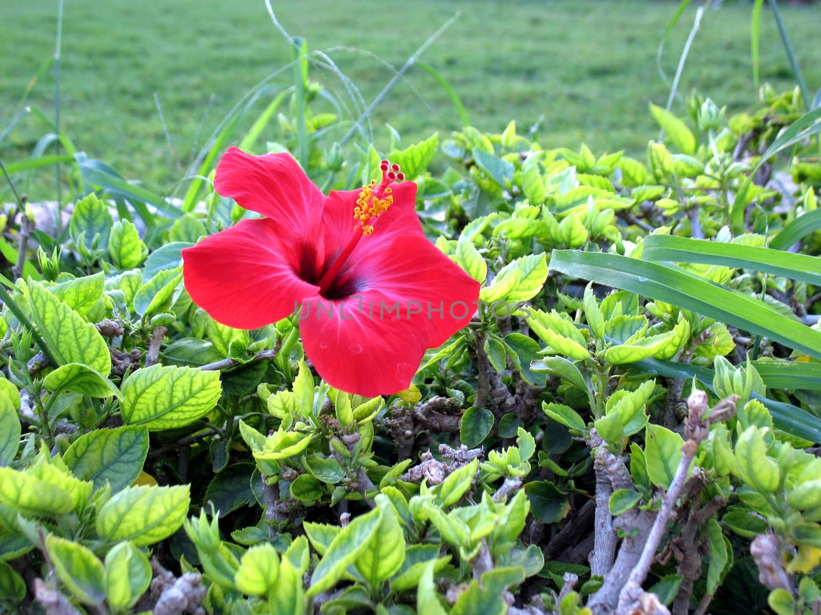 Red Hibiscus flower over green blurred background. Egypt, Hurghada.
