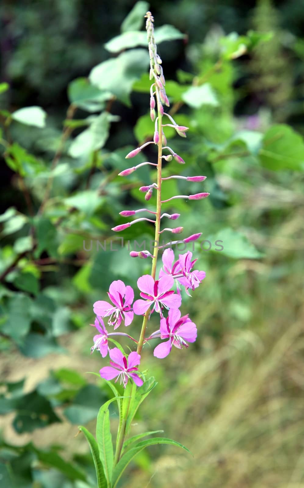 Chamerion angostifolium. Pink flower blossoming in a daytime. Fireweed flower - selective focus. Blurred background.