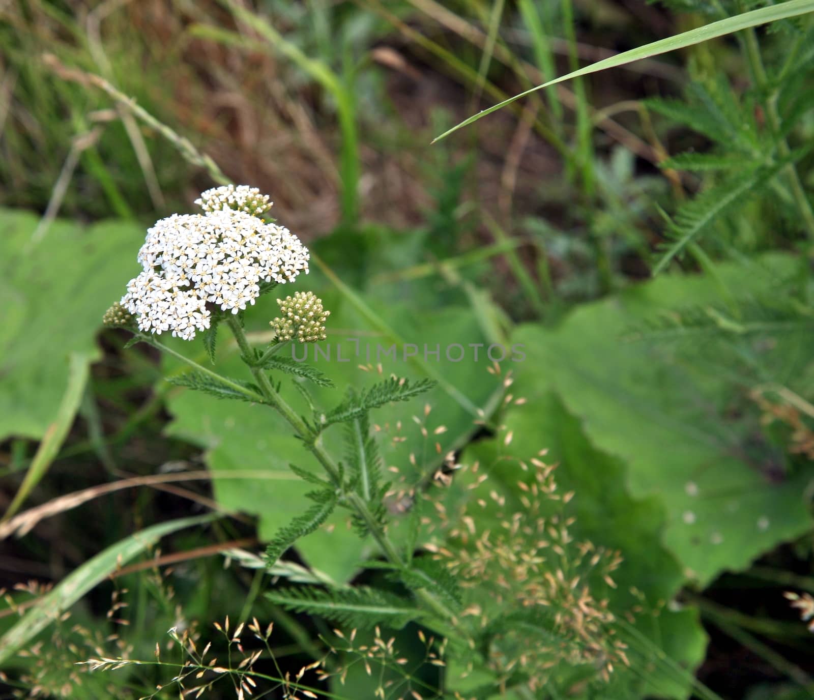 plant yarrow in bloom by valerypetr