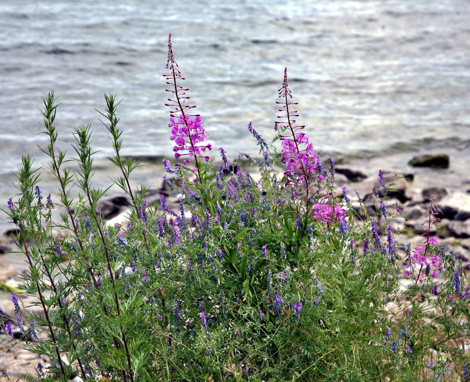Chamerion angostifolium. Pink flower blossoming in a daytime. Fireweed flower - selective focus. Blurred background. Used in folk medicine.