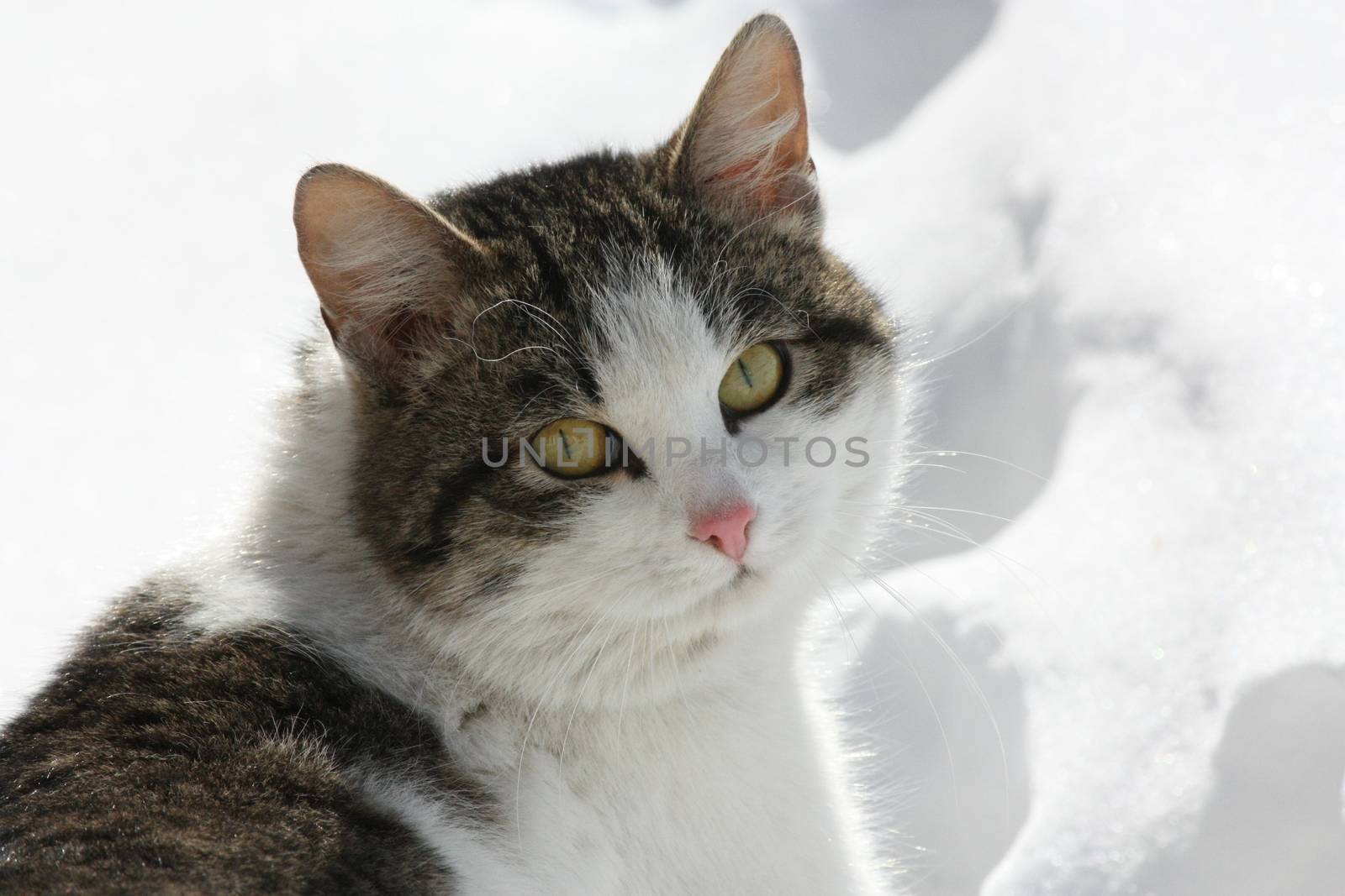 the cat sits and stares at the photographer in the background Unsharp winter snow