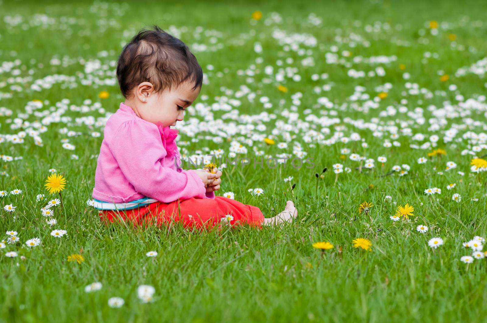 Cute chubby toddler looking at a daisy flower curiously exploring nature outdoors in the park