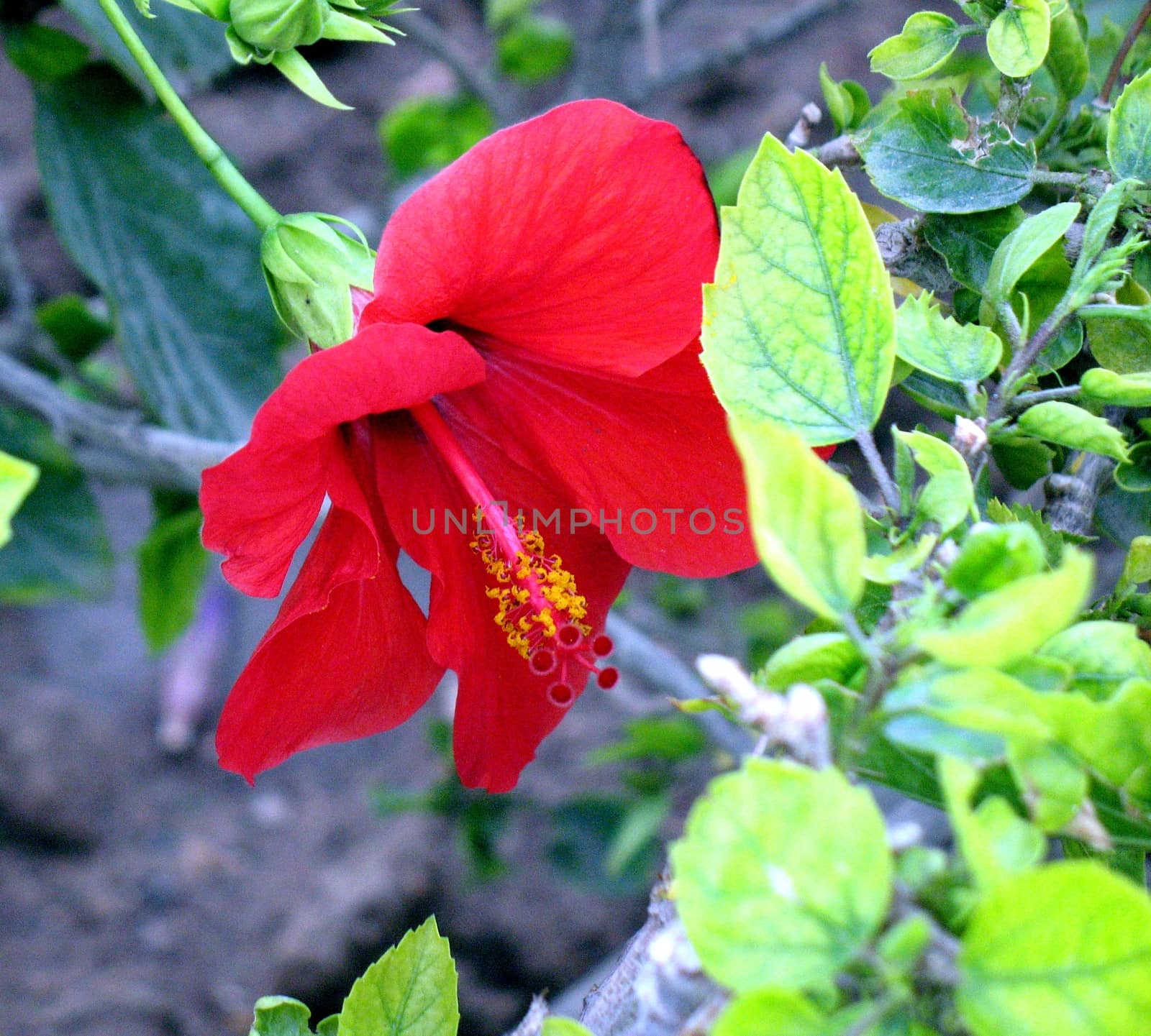 Red Hibiscus flower over green blurred background. Egypt, Hurghada.