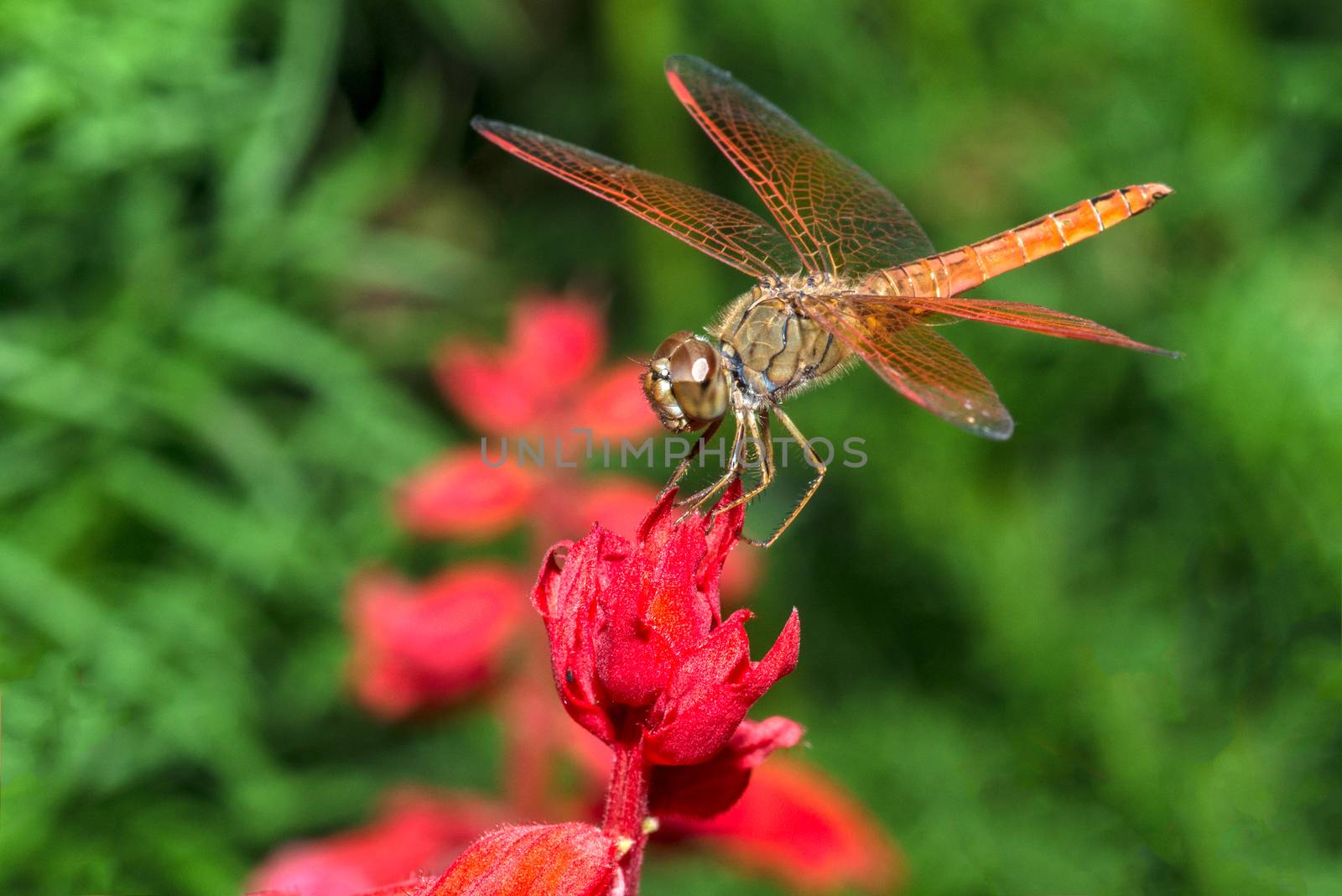 Closeup of dragonfly sitting on red flower