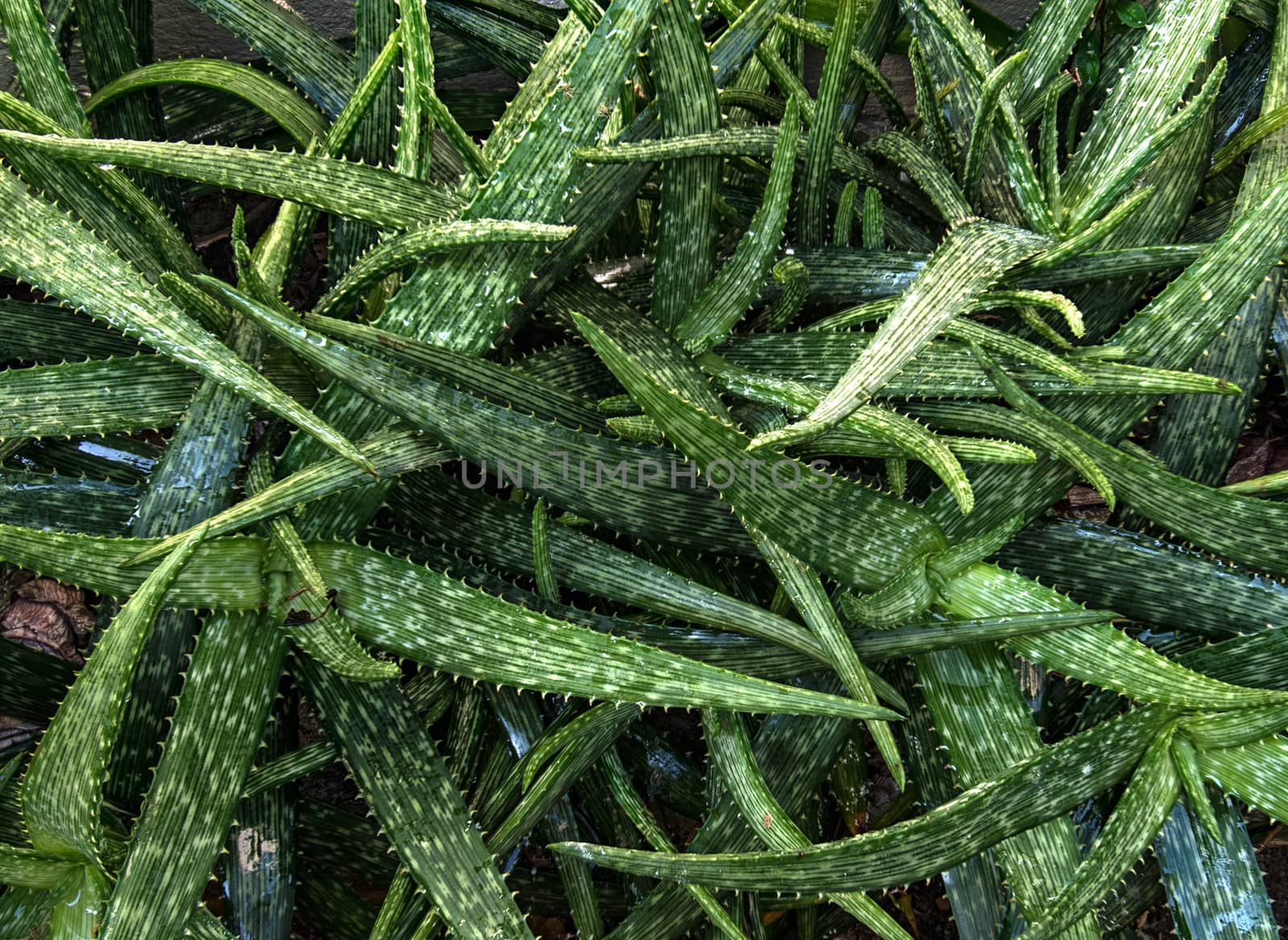 Aloe vera plant outdoor in the garden