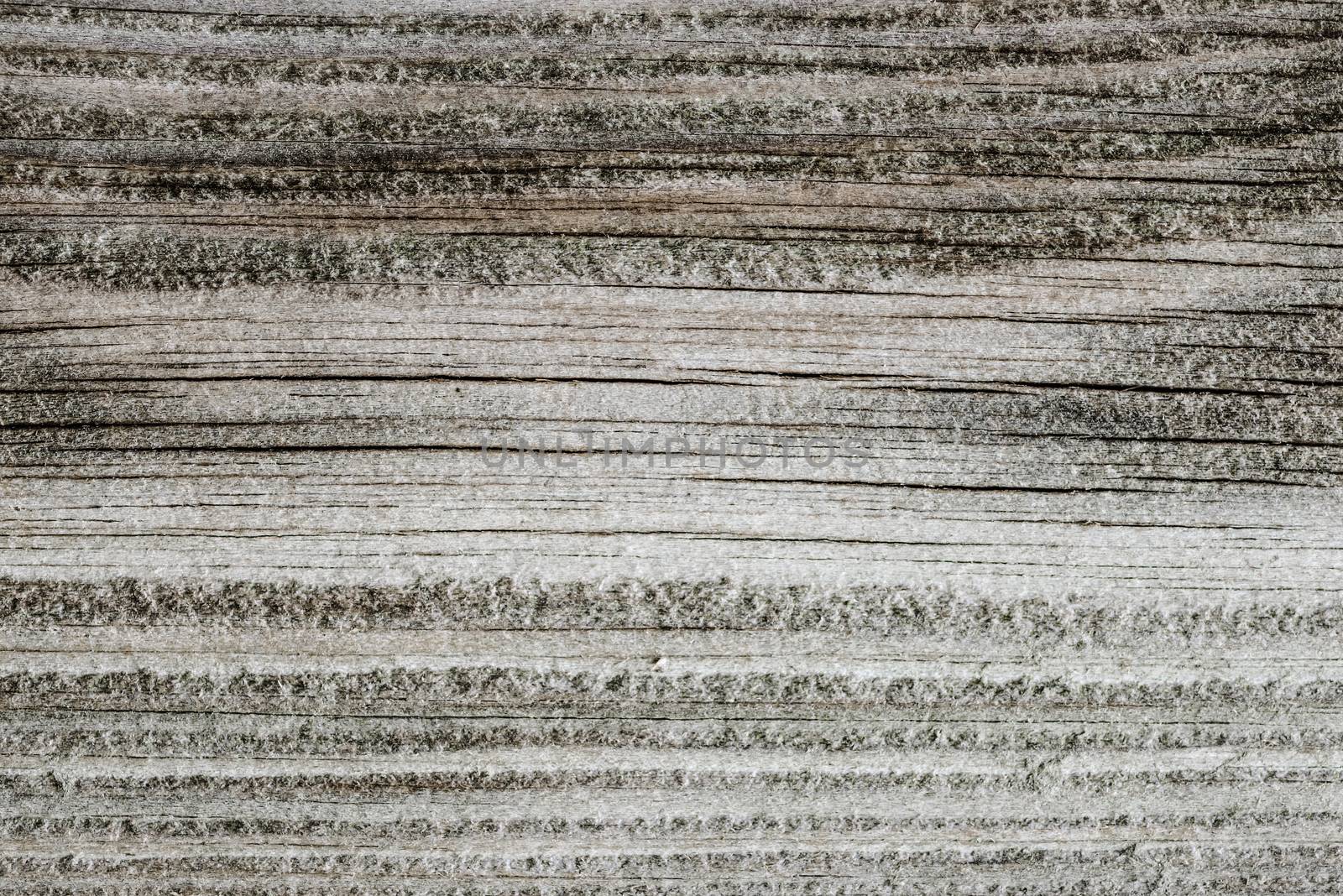 Wood texture background surface grey closeup