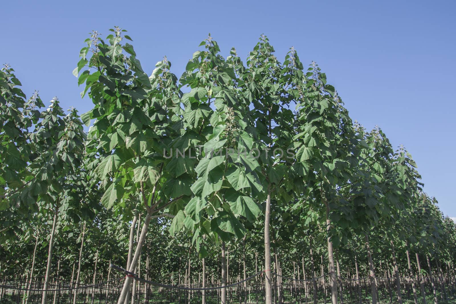 The particular characteristics of the botanical and ecological Paulownia generally make it a typical "multi-functional tree", can provide simultaneously different types of products and services: Ornamental, for processing wood, biomass