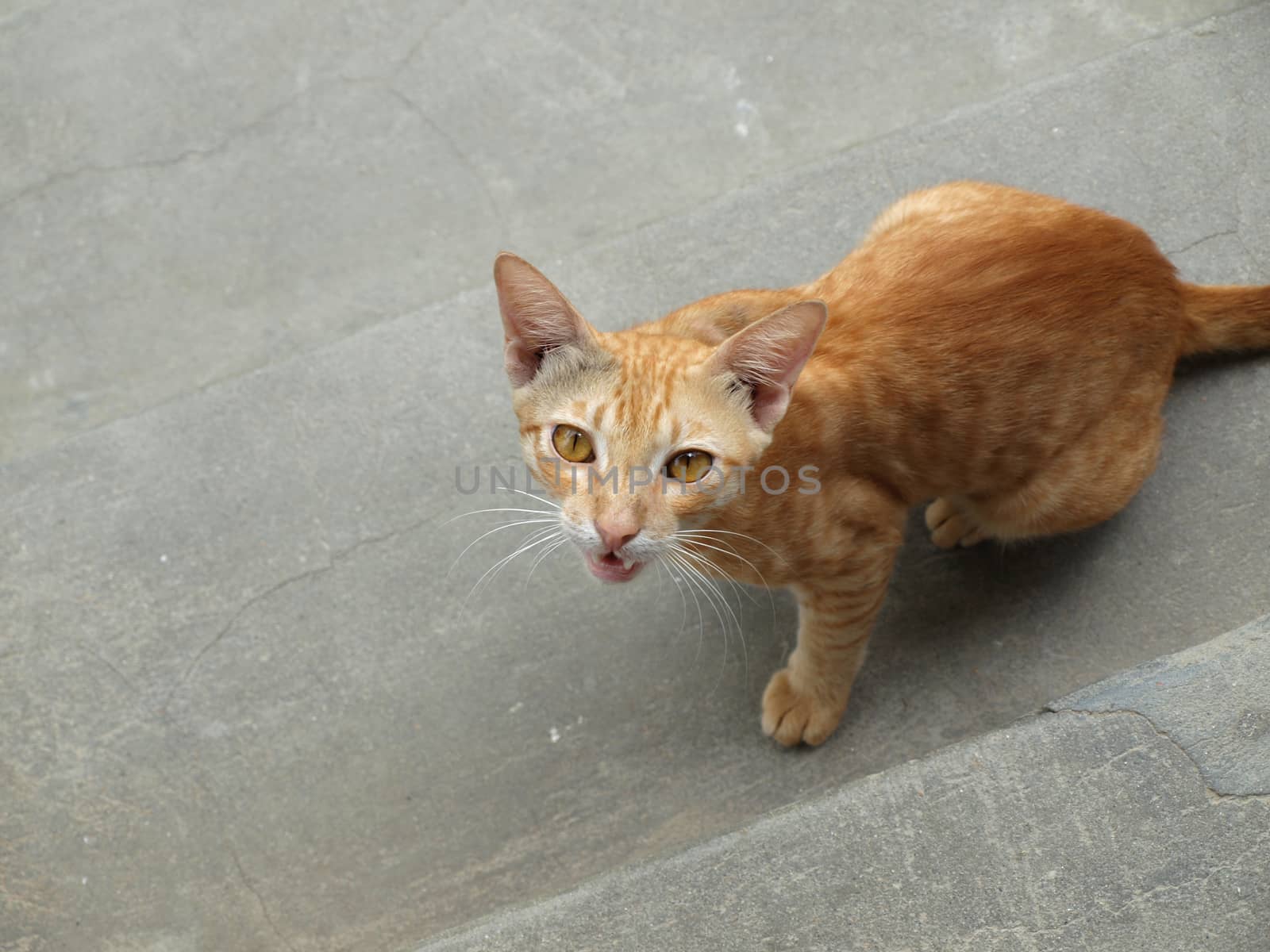 COLOR PHOTO OF SNARLING CAT