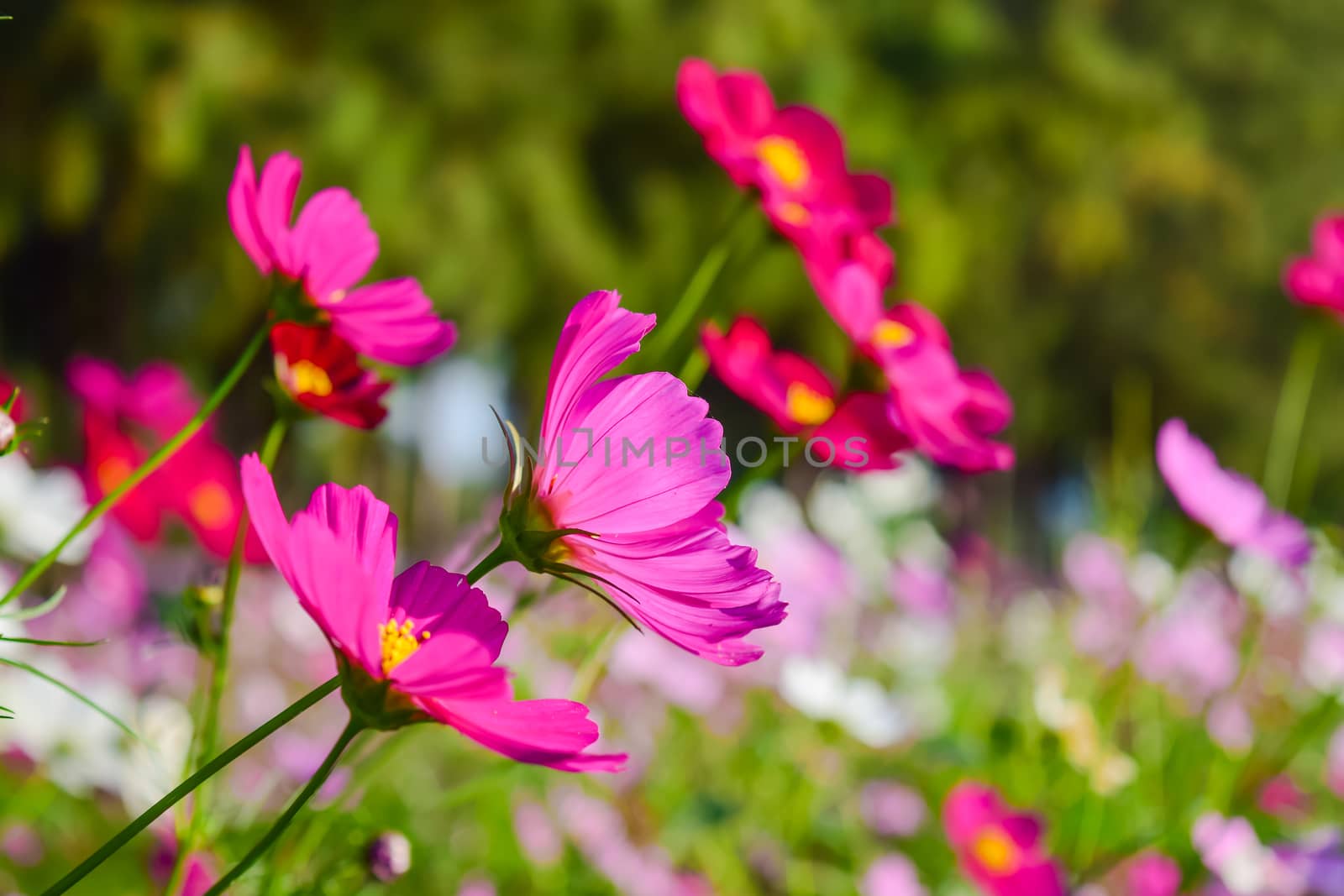 Cosmos flower (Cosmos Bipinnatus) with blurred background