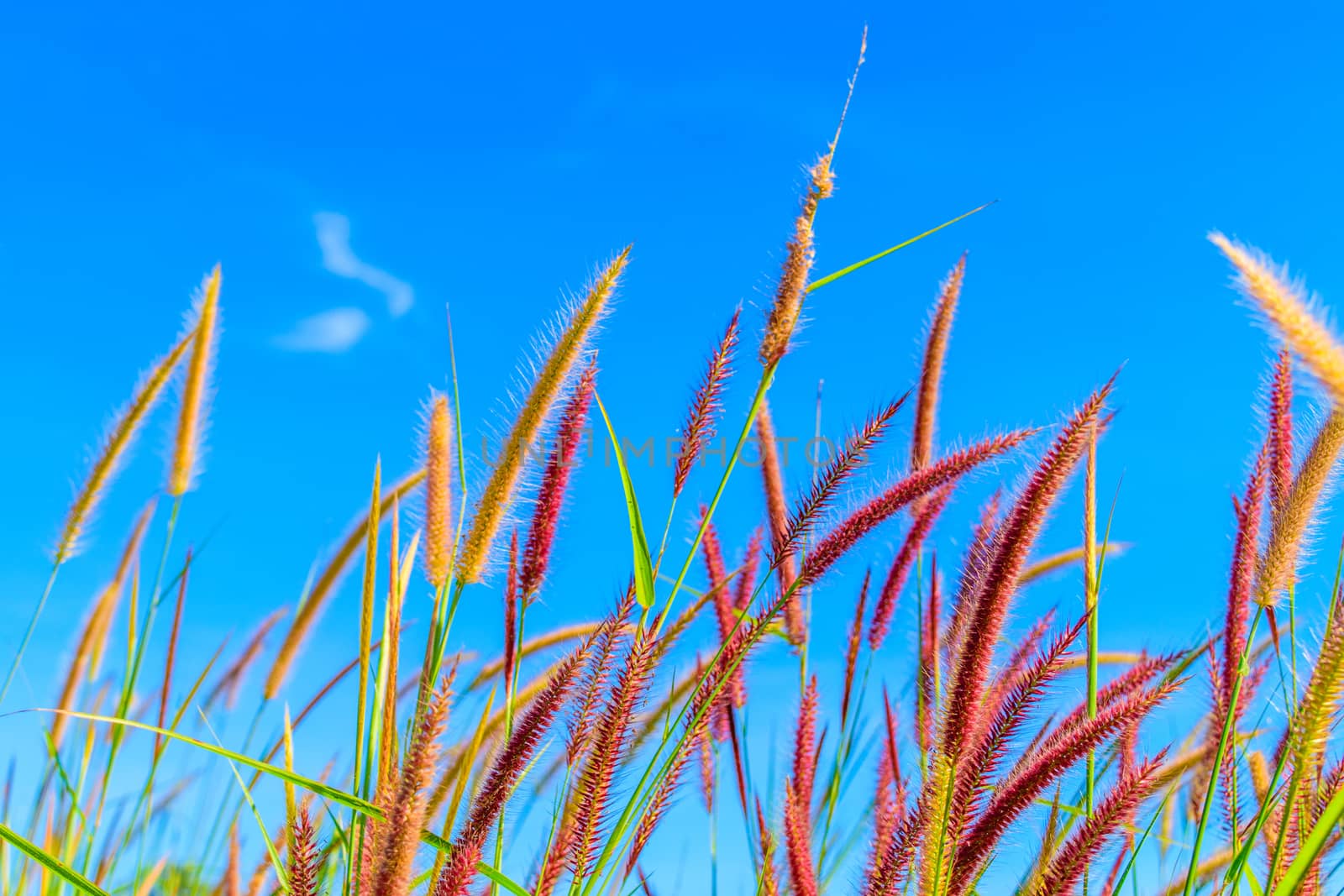 Wild grass flowers in blue sky by naramit