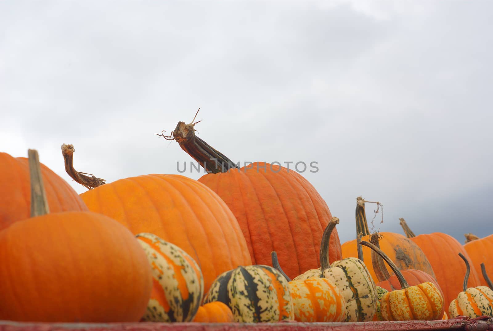 pumpkin and squash on gray sky background for halloween or thanksgiving