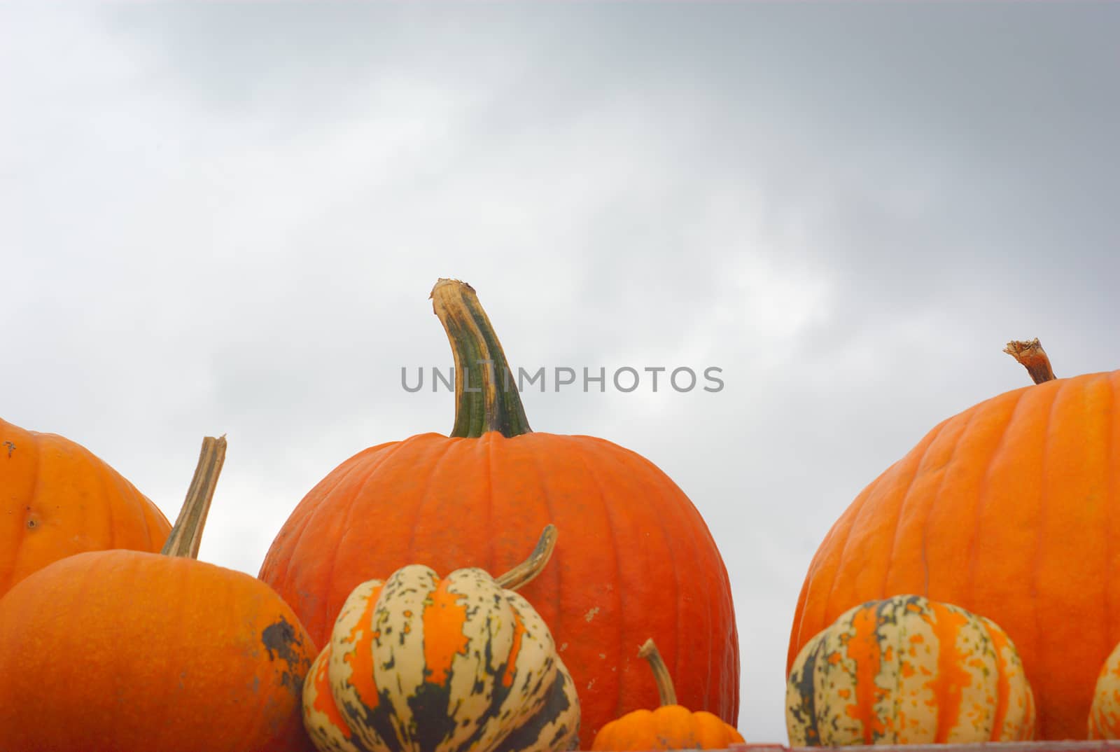 many pumpkins and squash on gray sky background for halloween or thanksgiving