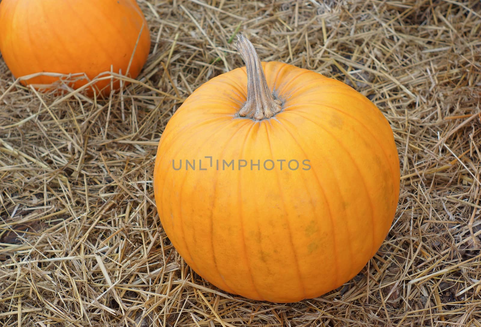 big orange pumpkin on straw top view for halloween of thanksgiving by jacquesdurocher