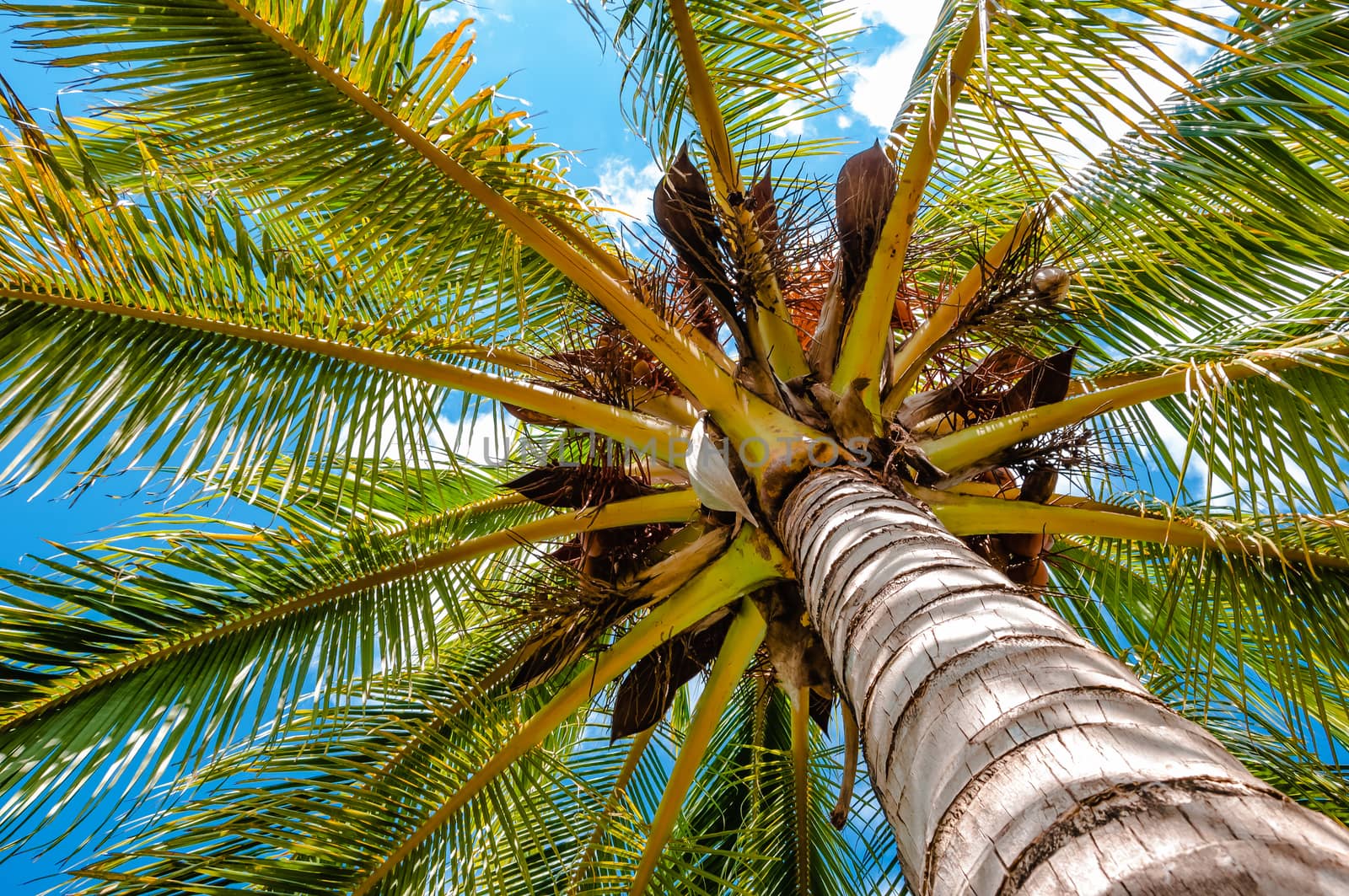 Palm tree viewed from below upwards high above