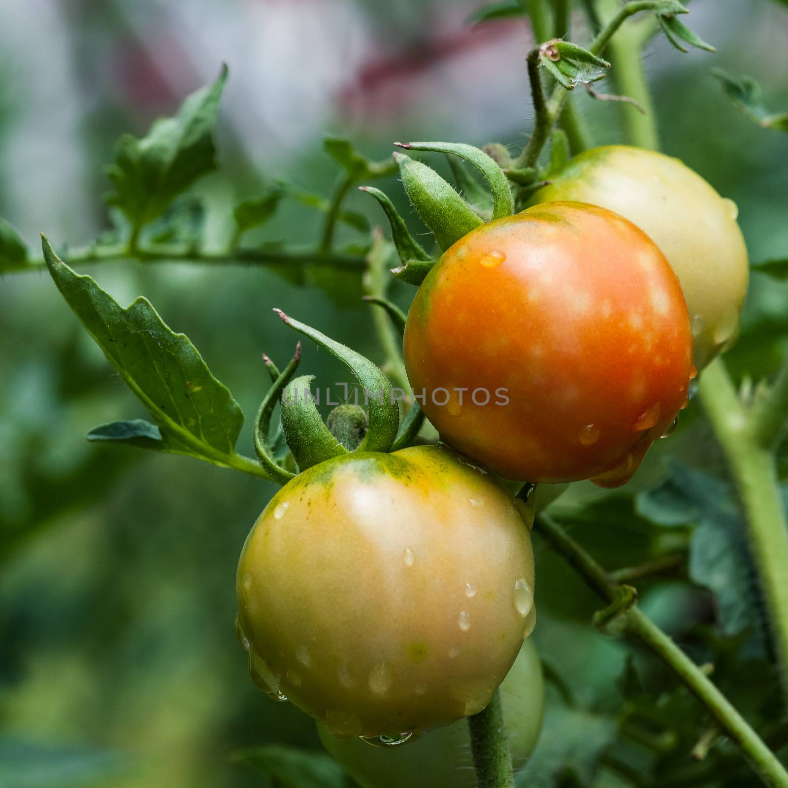 Homegrown organic tomatoes in the vine square agriculture