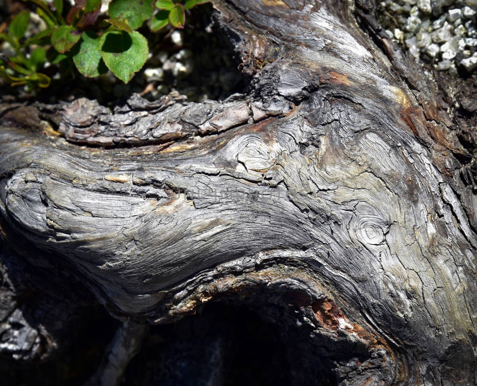 background detail on the age the mountain pine branch