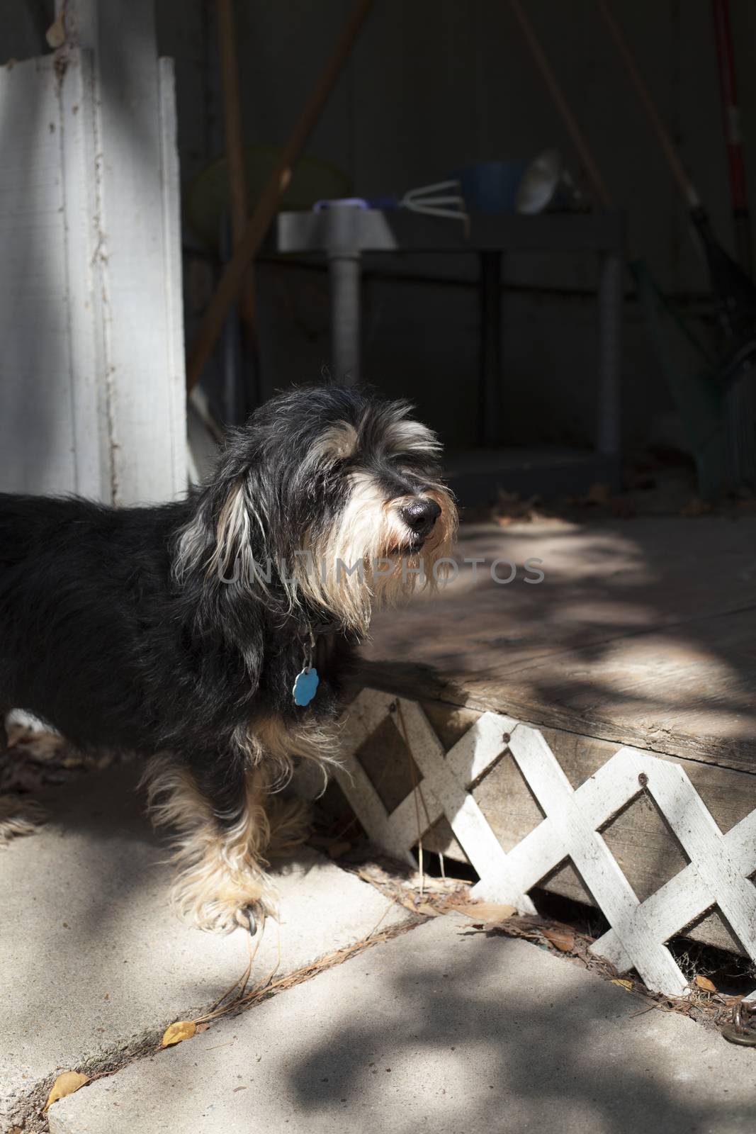 Small Dog at Porch by tornado98