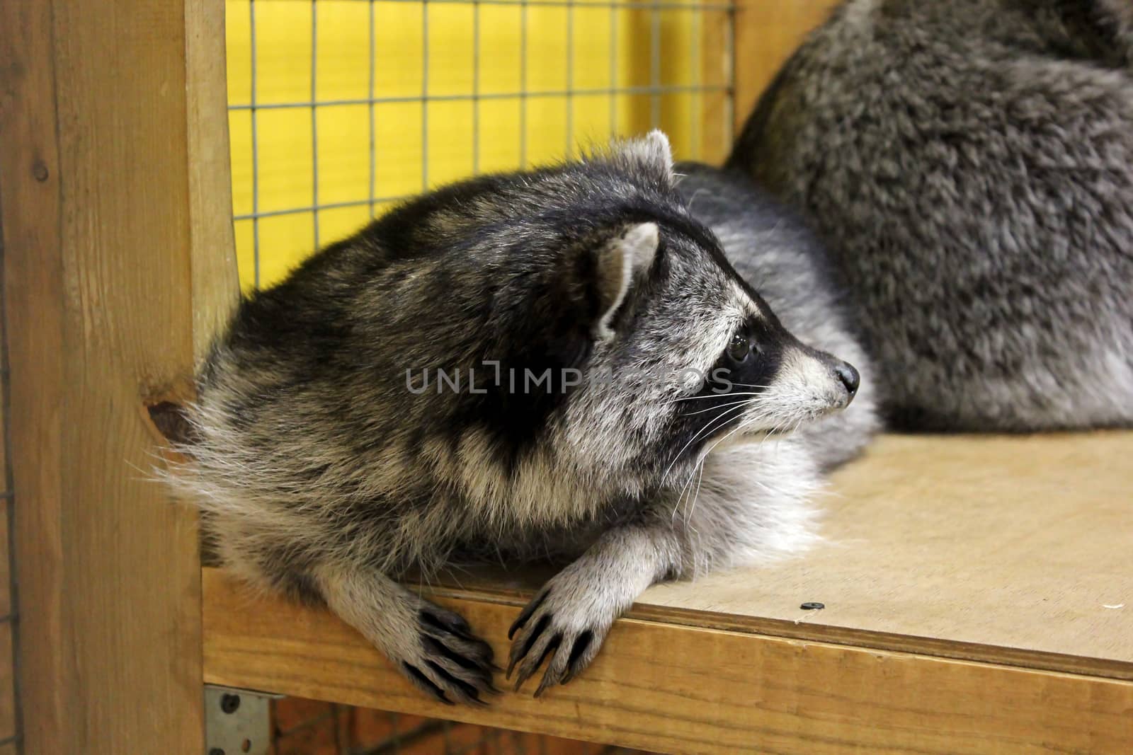tamed  raccoon in a cage in a city manual zoo