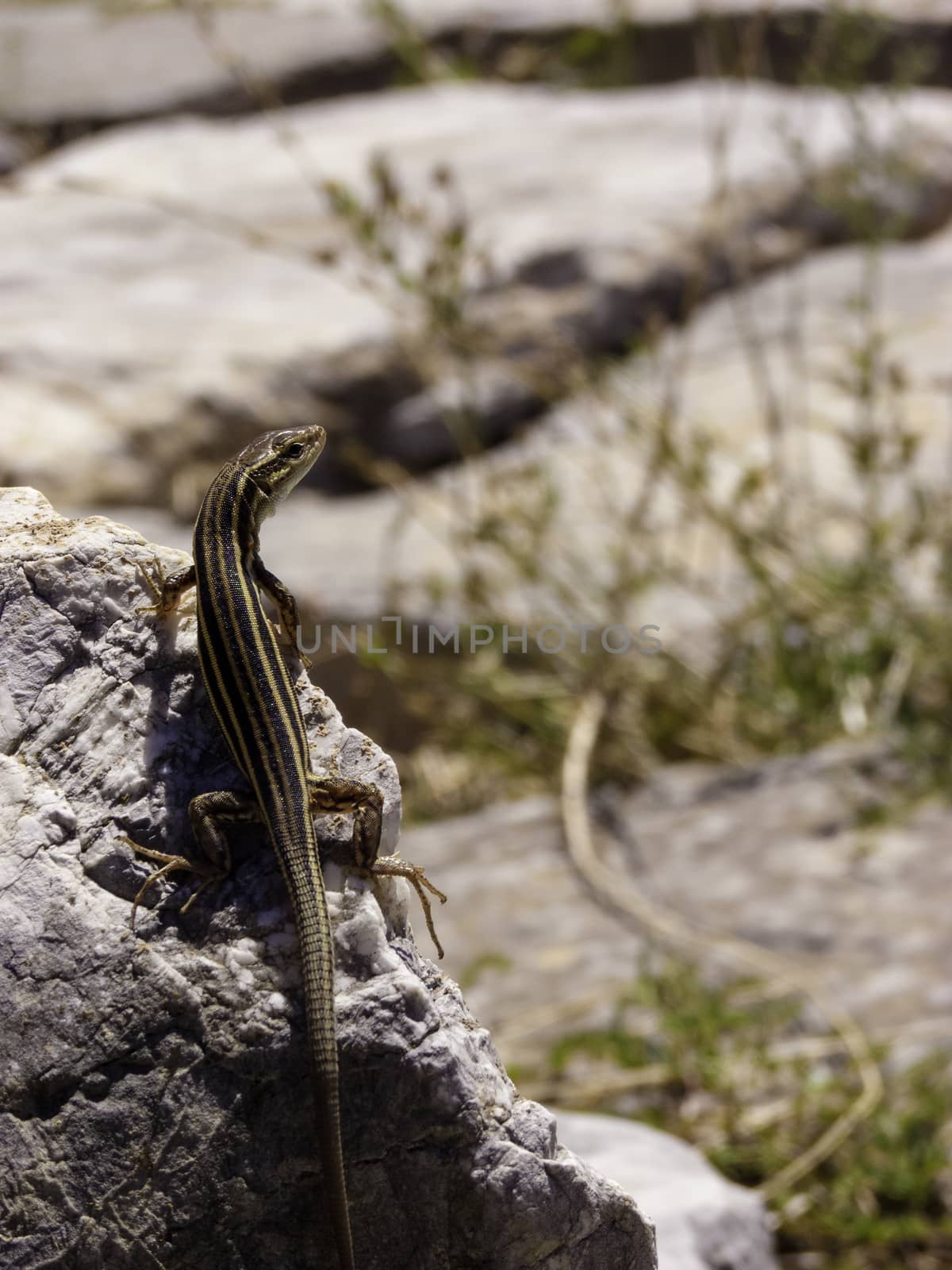 Lizards hiding on the ruins of Ancient Messini, Greece by ankarb