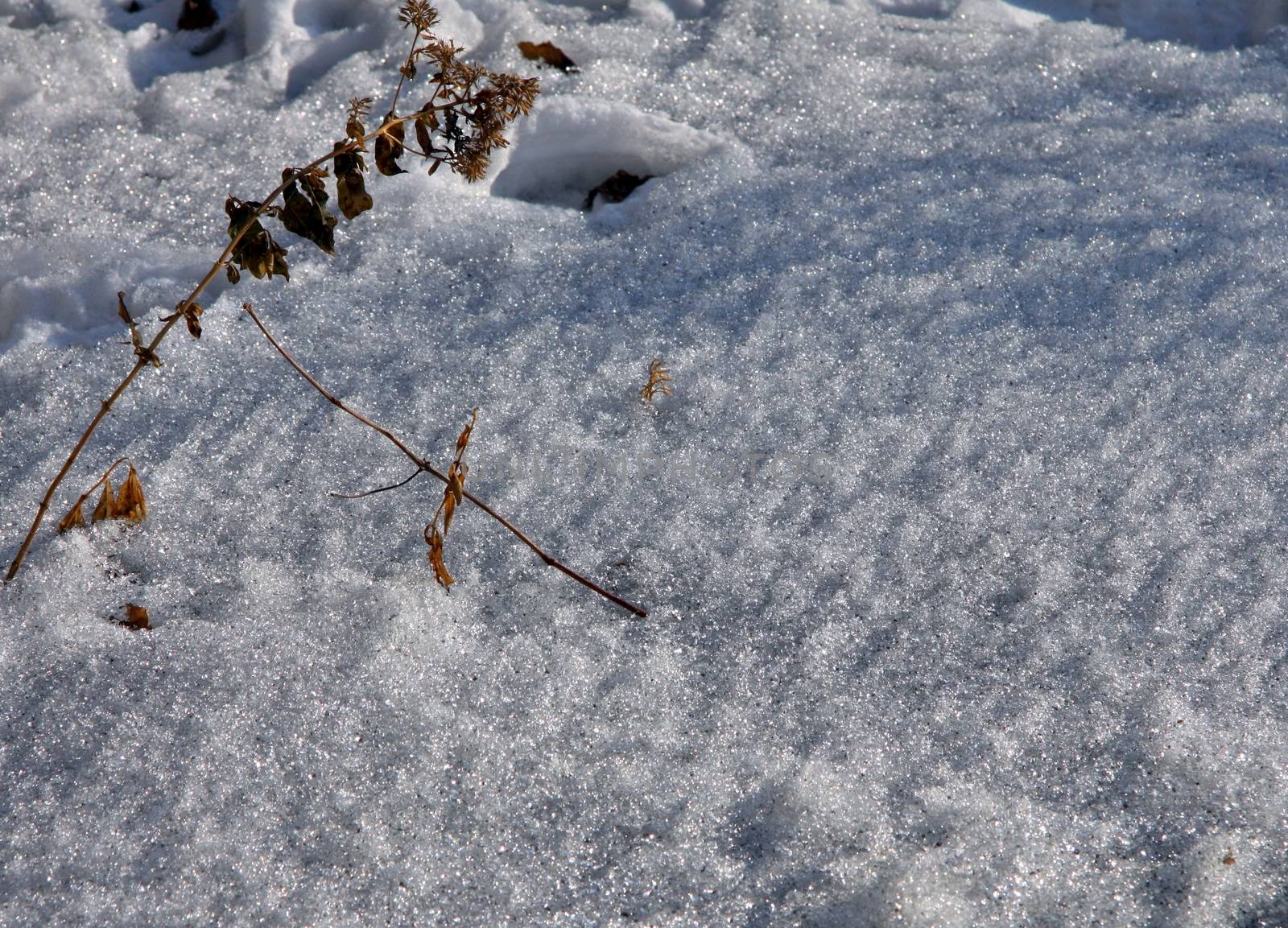 dry plants in snow, garden at early spring against sun