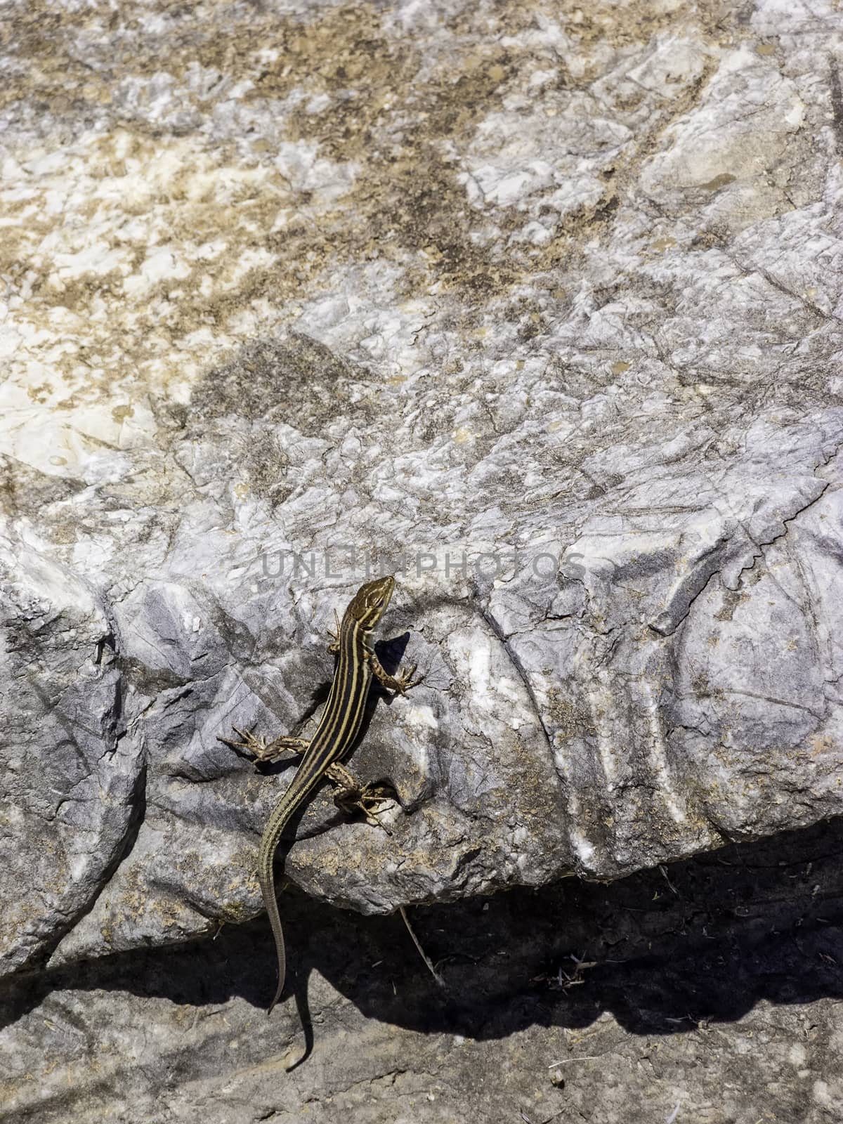 Lizards hiding on the ruins of Ancient Messini at Greece