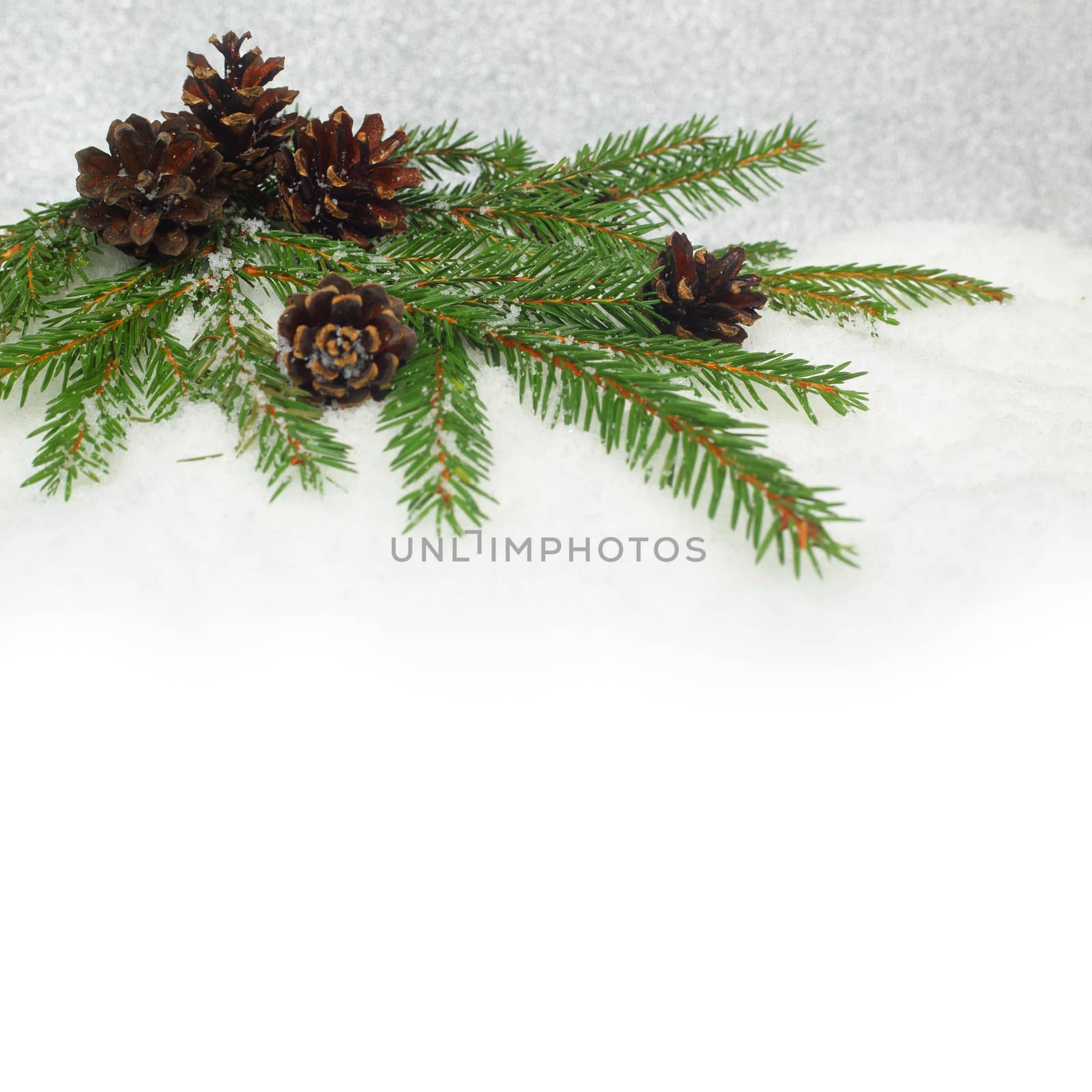 Pine cones and fir branch on snow background with copyspace