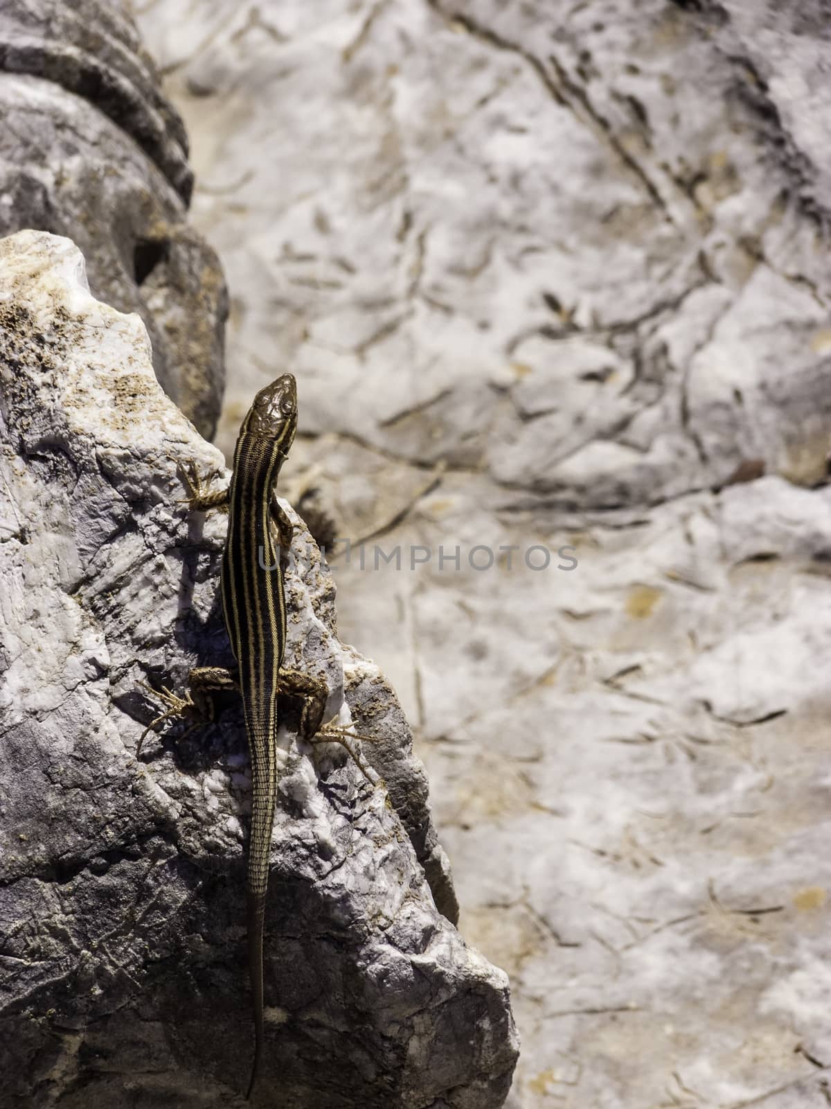 Lizards hiding on the ruins of Ancient Messini at Greece