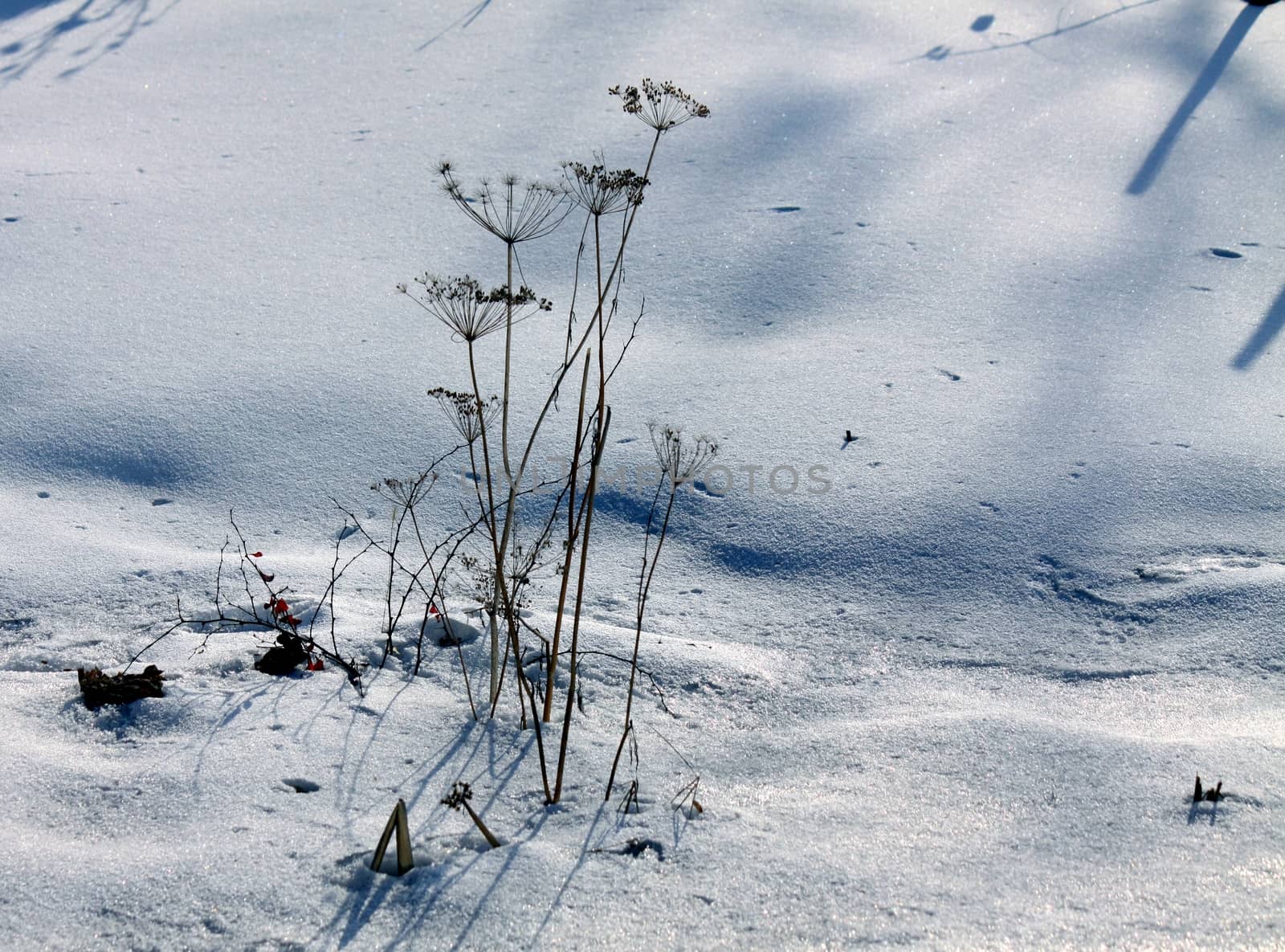 dry plants in snow, garden at winter against sun