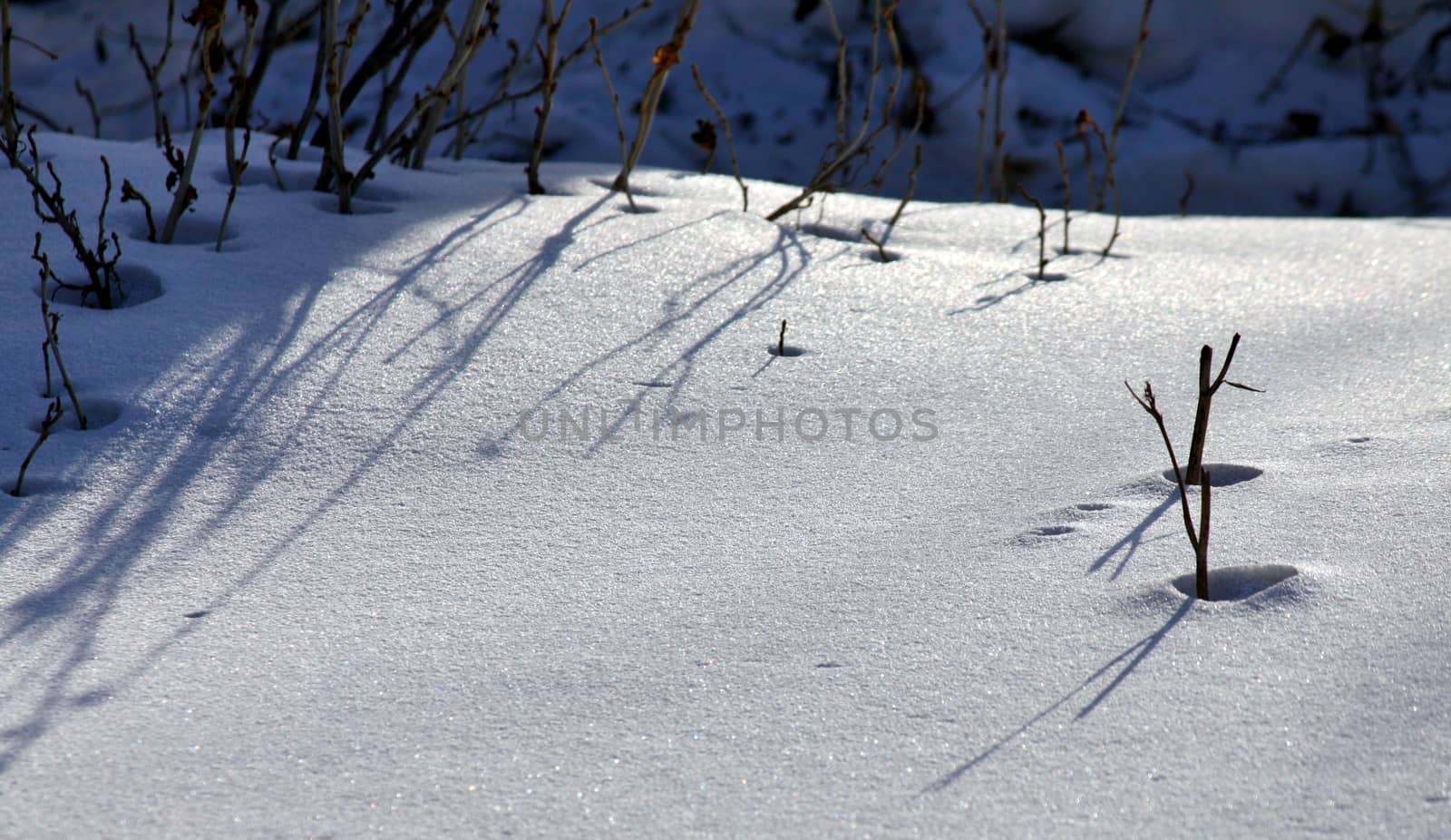 dry plants in snow, garden at winter against sun