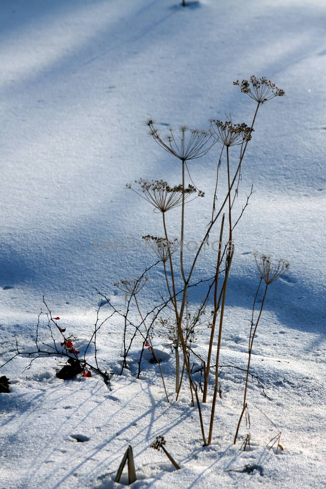 dry plants in snow, garden at winter against sun