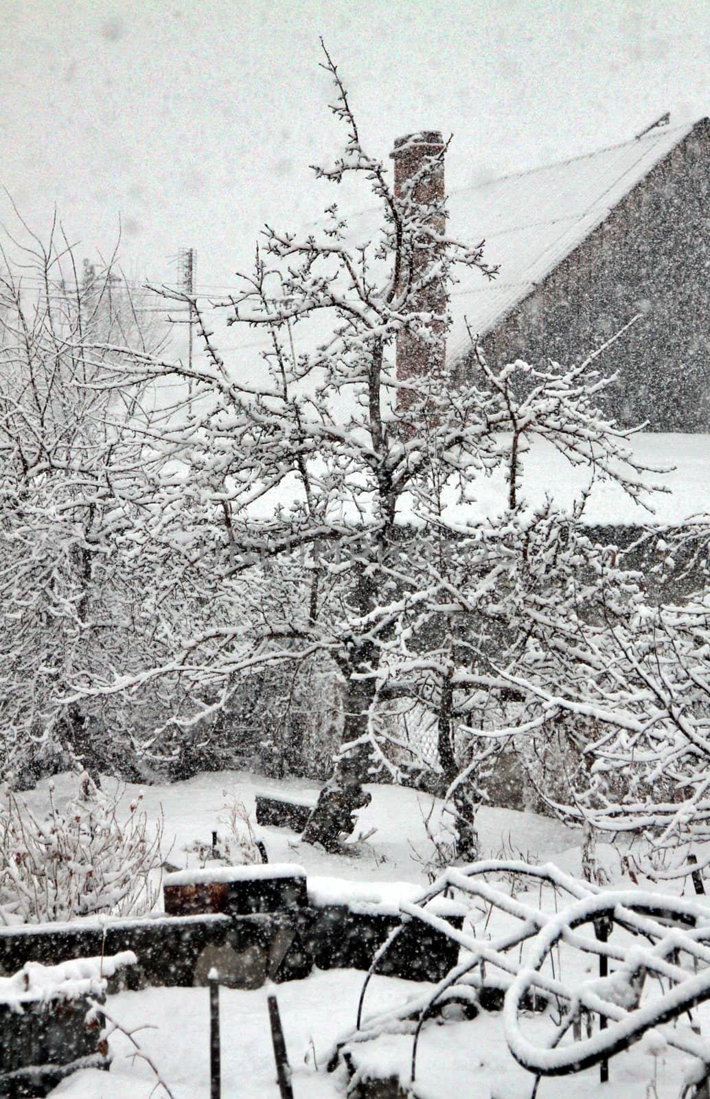 View on the snow-covered garden and a snowstorm in a gloomy winter day