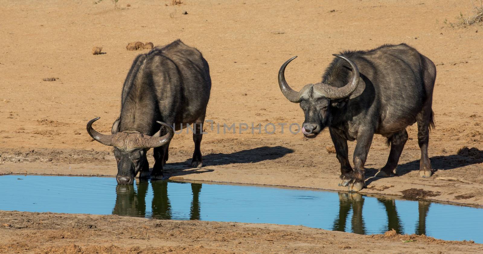 Two Cape Buffalo bulls quenching their thirst at a waterhole in Africa