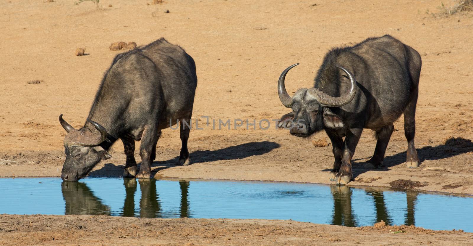 Two Cape Buffalo bulls quenching their thirst at a waterhole in Africa