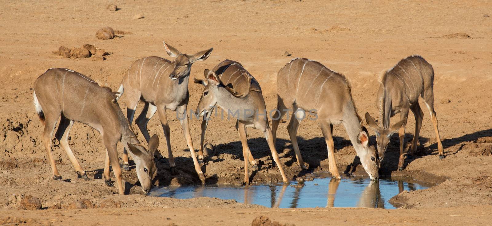 Impala Antelope Quenching Thirst by fouroaks