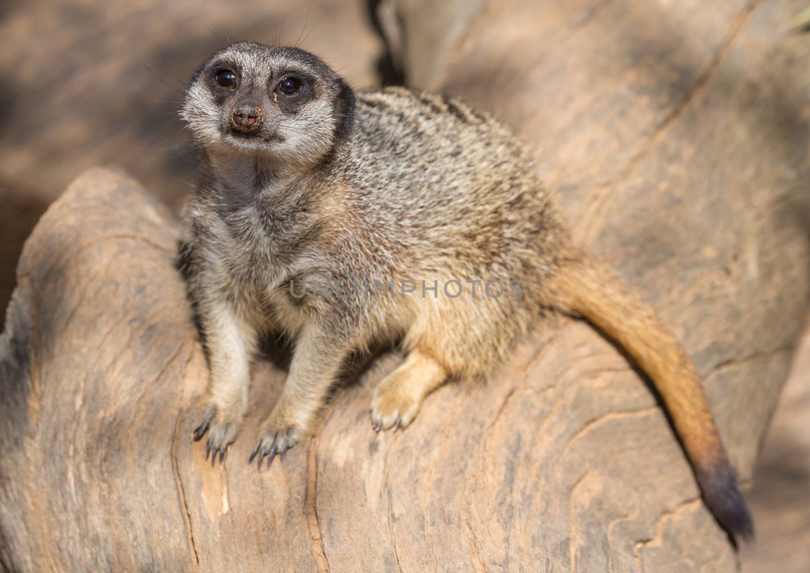 Cute meerkat or suricate sunning itself on a tree stump