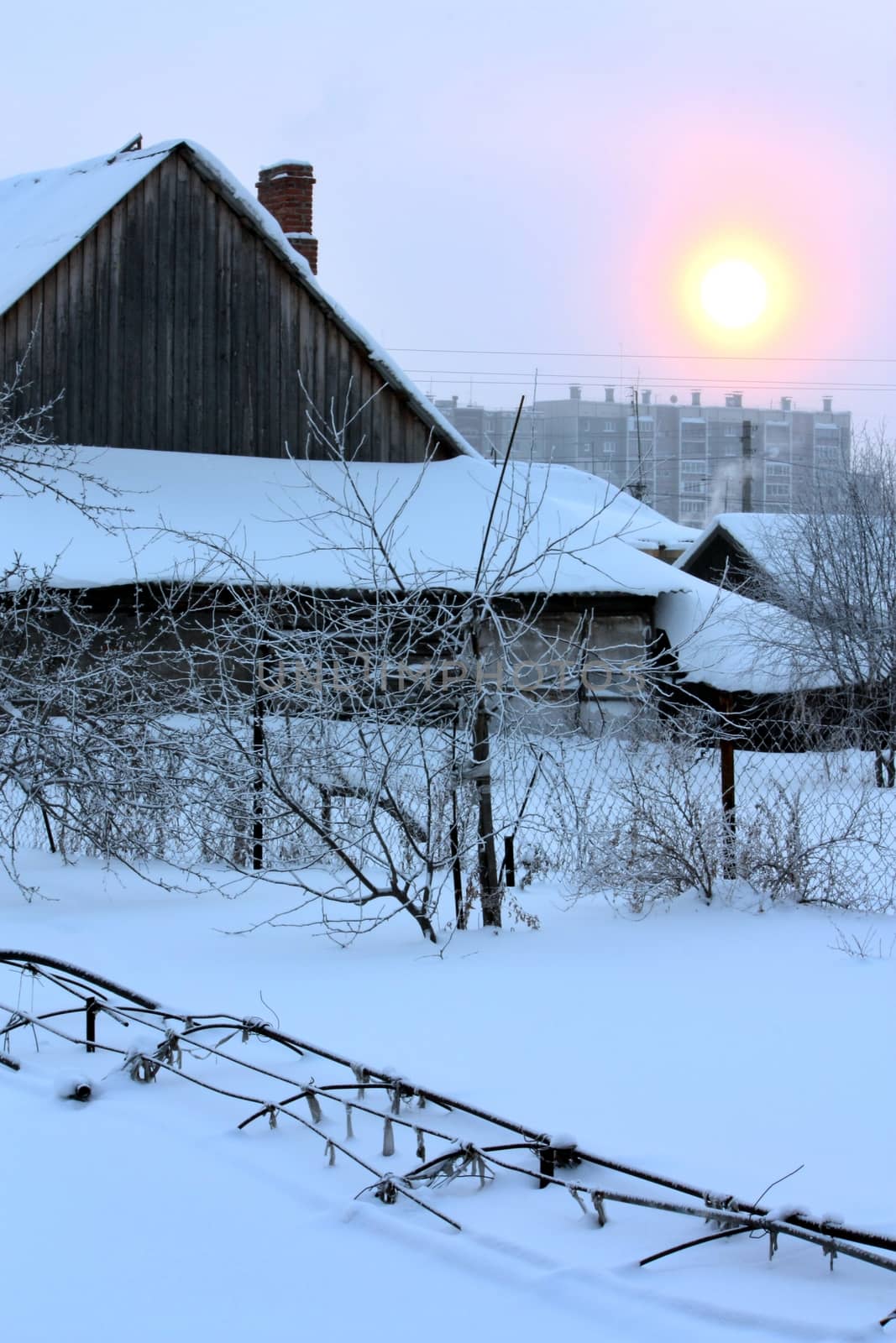 winter evening snowy garden the sun shines dim