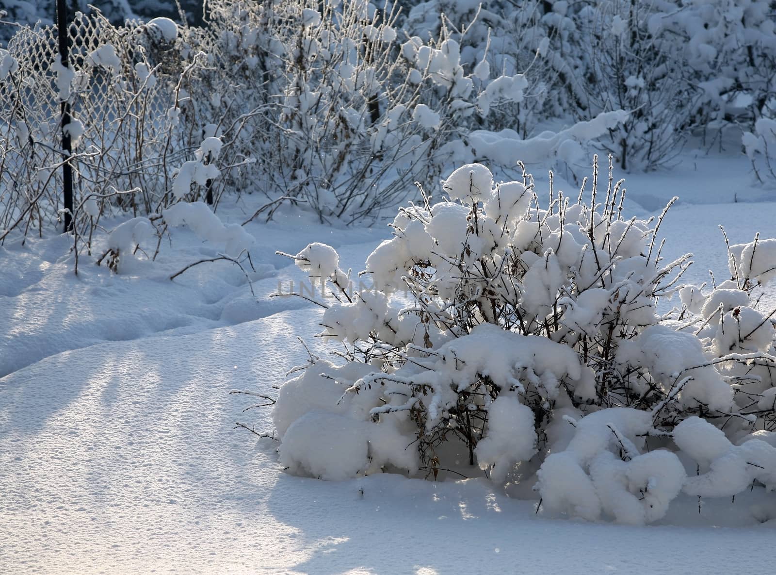 snow-covered Bush illuminated by the rising sun