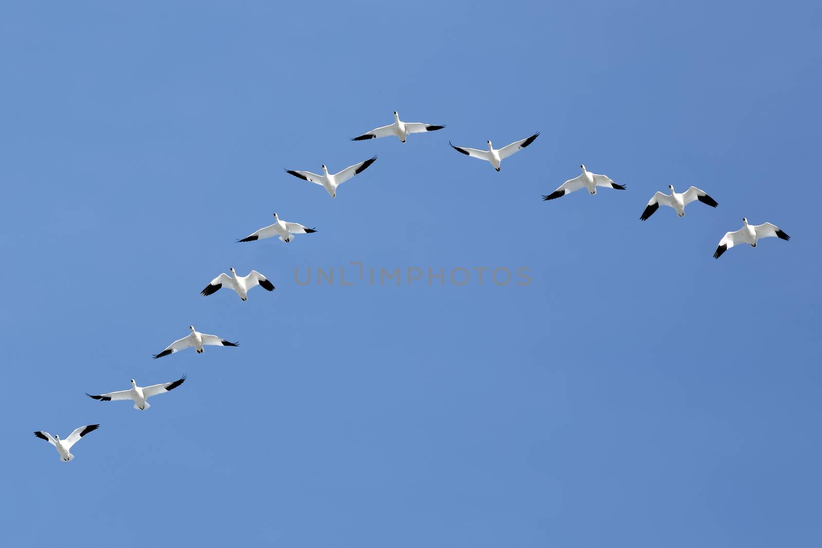 Migrating Snow Geese Flying in V Formation by DelmasLehman