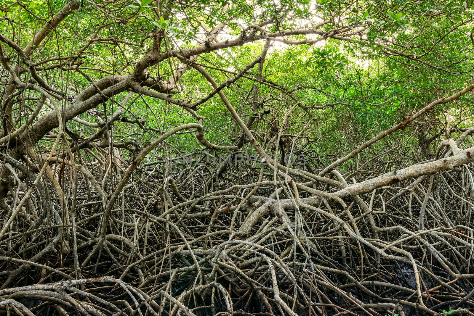 Green mangroves swamp jungle dense vegetation forest in Tobago Caribbean by Altinosmanaj