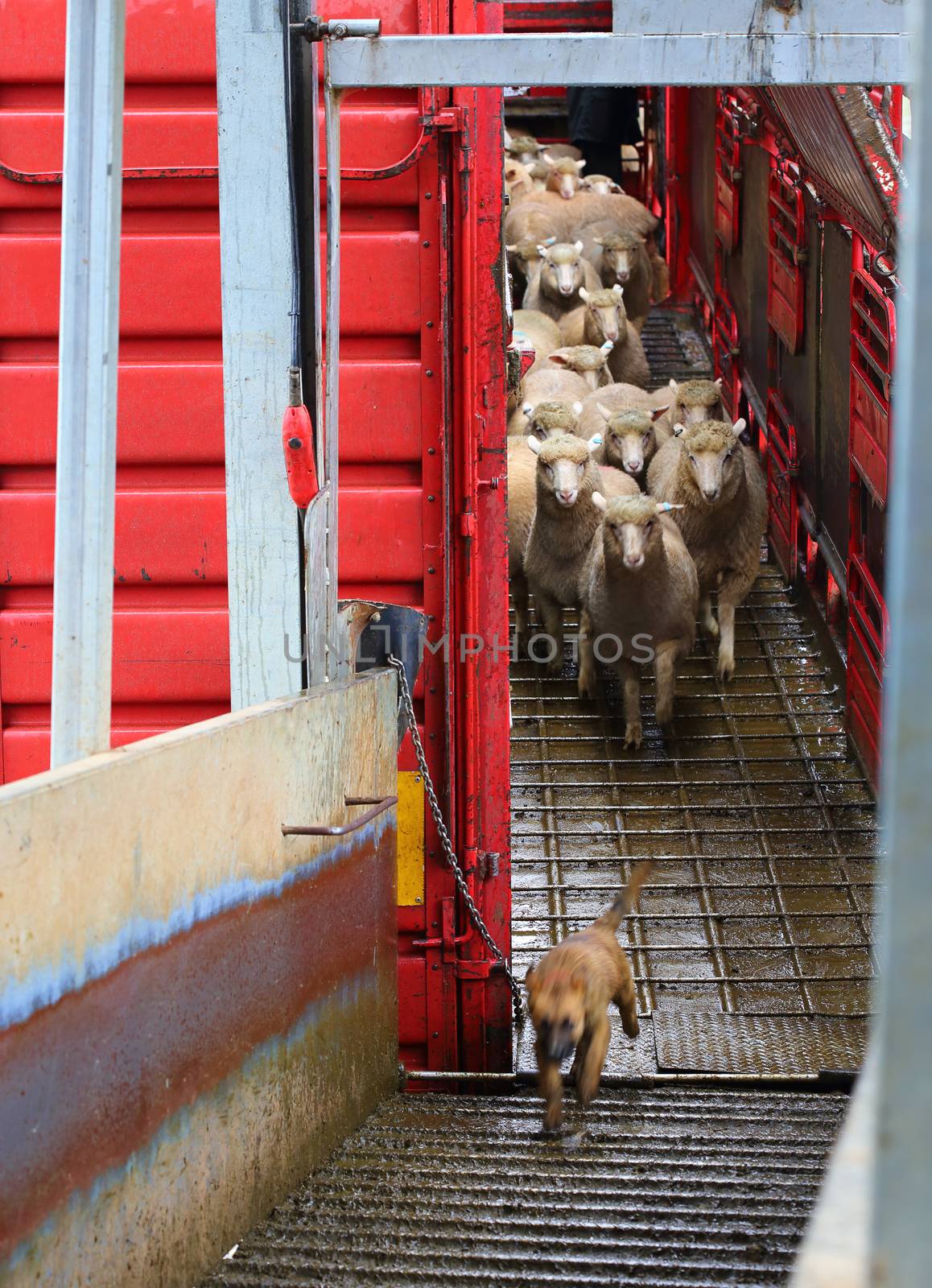 Sheep being offloaded livestock truck by lovleah
