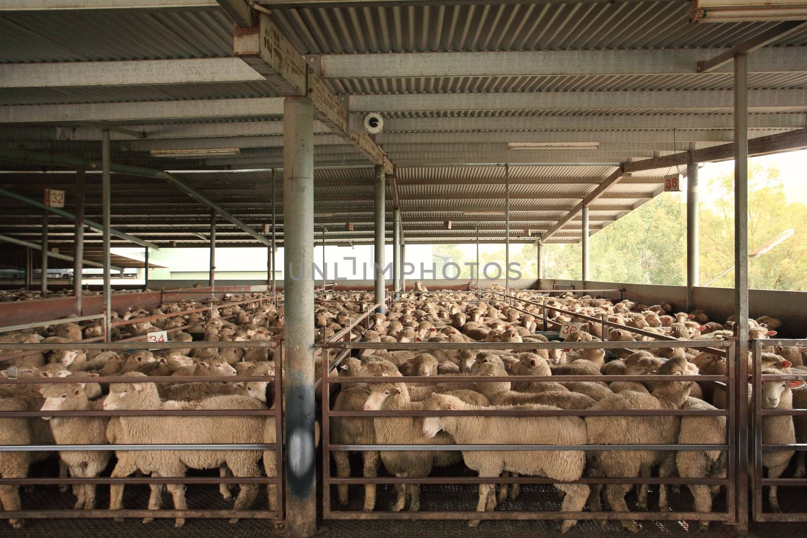 Sheep corrals or temporary holding pens after being unloaded from a livestock truck