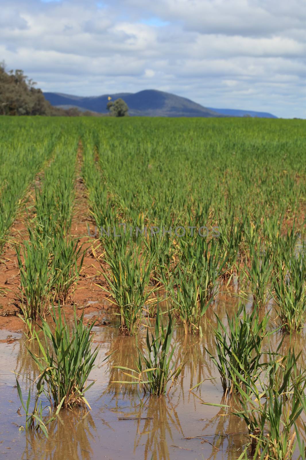 Waterlogged wheat crops after partial flooding in Central West NSW.  Focus to foreground only