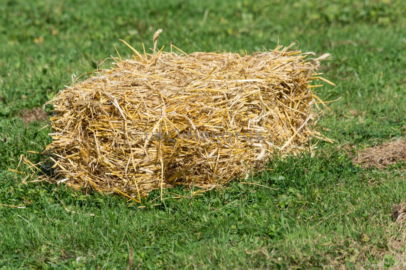 A small bales of straw on a green field.