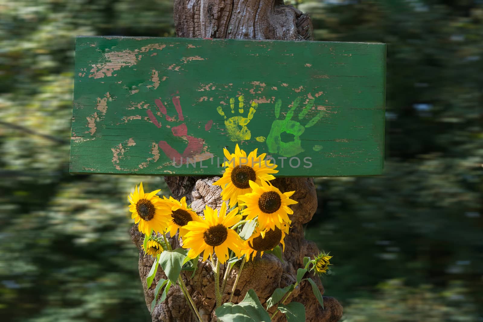 Green wooden board with bright yellow sunflower  by JFsPic