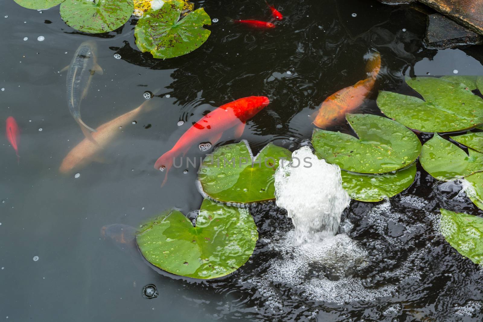 Colorful beautiful carp, Koi carp in a natural pond.