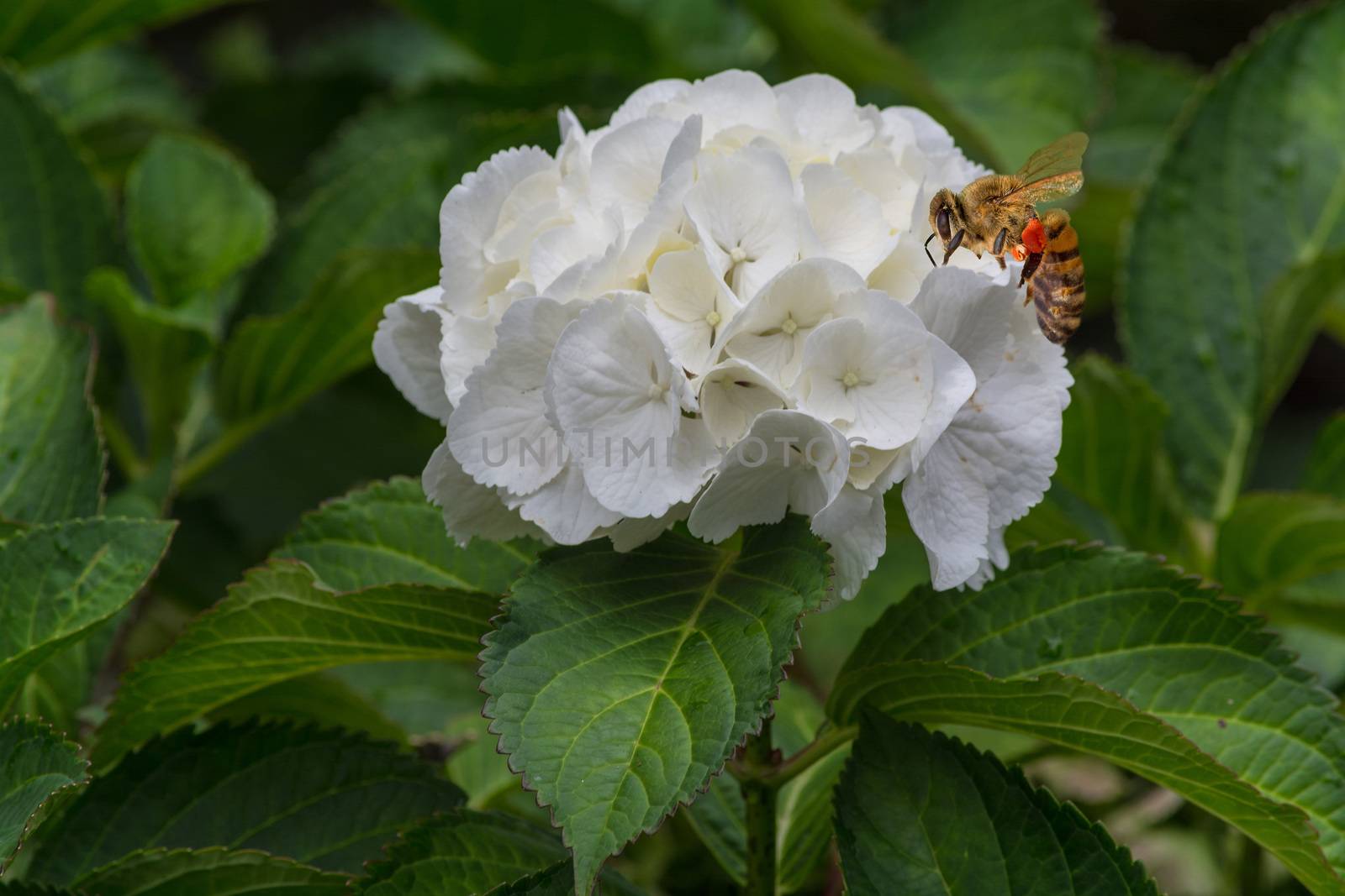 Bee in flower blossom. Honeybee at pollinate a white flower.