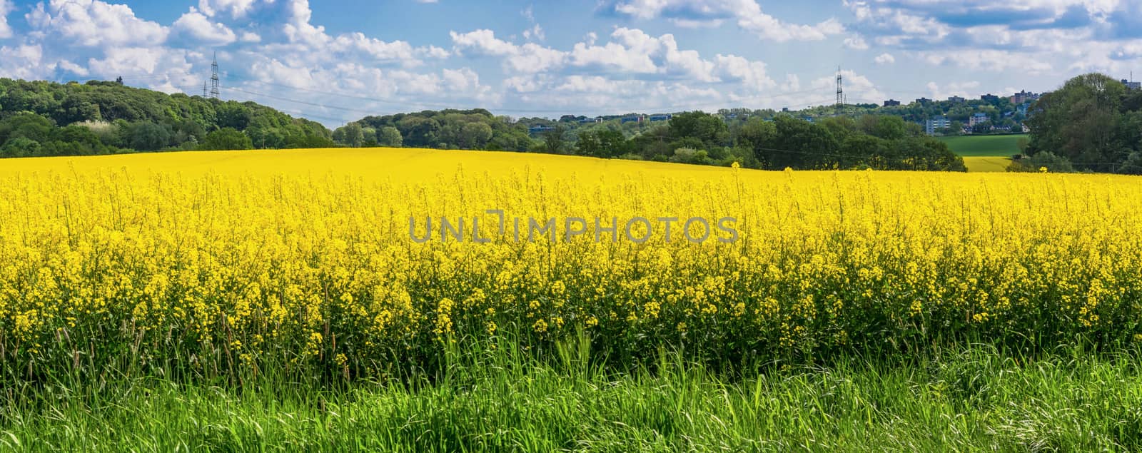 Blooming canola field with blue sky by JFsPic